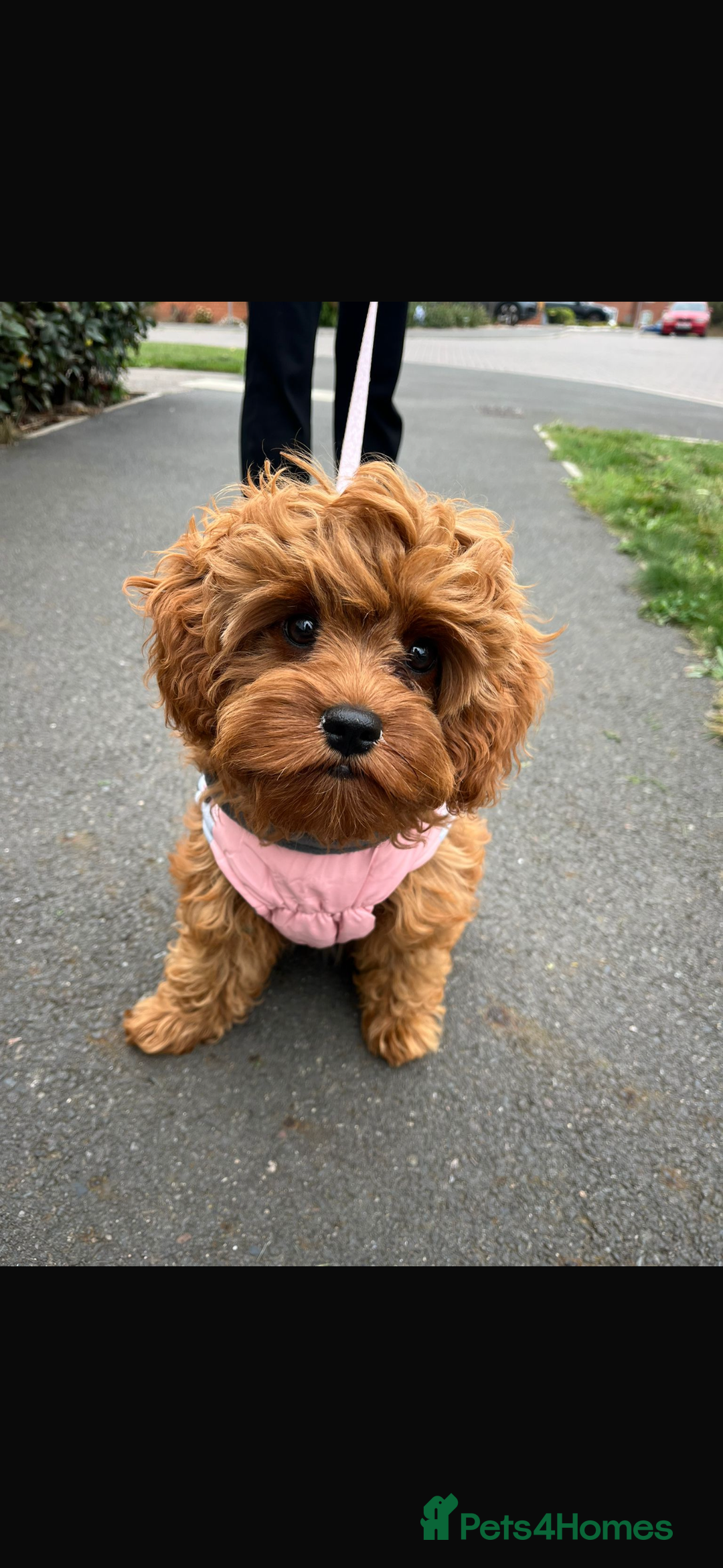 Cavapoo dogs for sale: Stunning F1 Toy Cavapoo’s 5* licensed breeder DNA - Advert 13