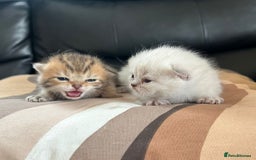 British Shorthair cats for sale: British shorthair chocolate and silver pointed  - Image 2