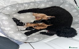 Toy Poodle dogs for sale: Red & black toy poodles  - Image 18