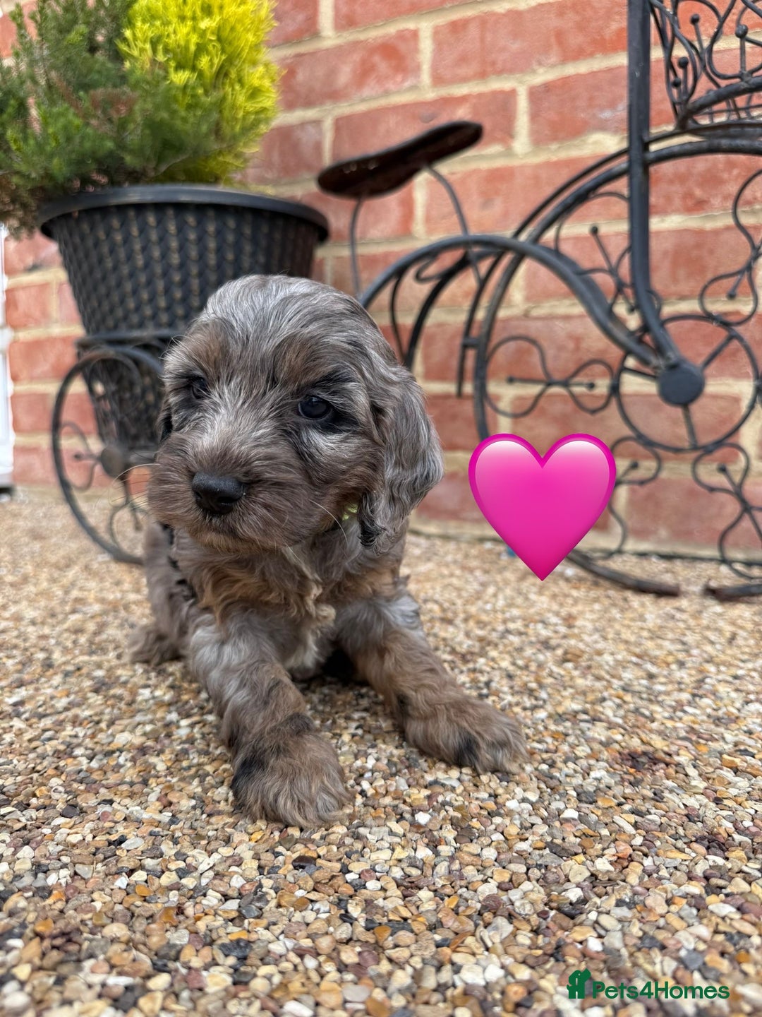 Cockapoo dogs for sale: Ready to leave Beautiful merle & gold  Cockapoos  - Image 17