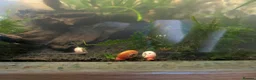 Snails invertebrates for sale: Ramshorn snails - Advert 2