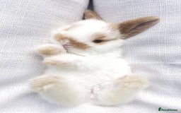 Mixed Breed rabbits for sale: Rabits - Image 4