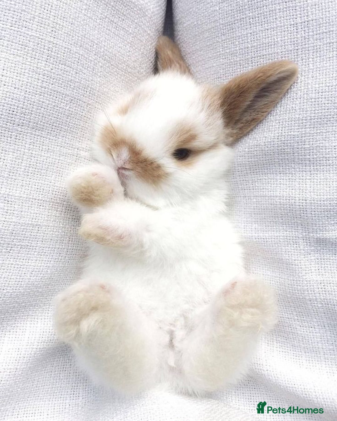 Mixed Breed rabbits for sale: Rabits - Image 4