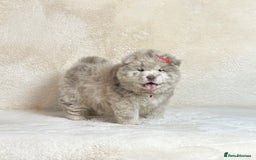 Chow Chow dogs for sale: Exotic colour pure chow chow puppies for sale - Image 9