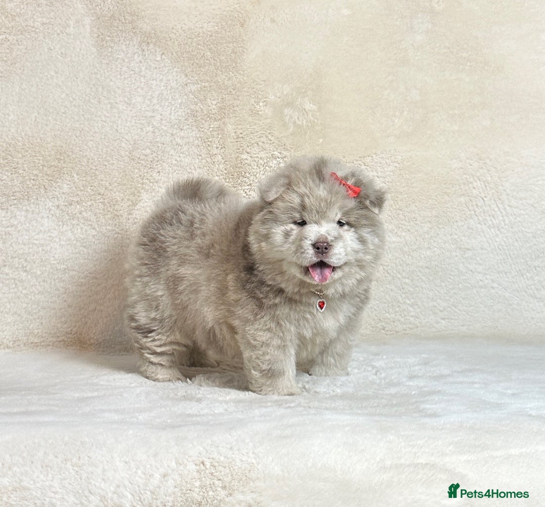 Chow Chow dogs for sale: Exotic colour pure chow chow puppies for sale - Image 9