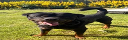 Rottweiler dogs for stud: 🏆⭐️Proven Stud – Excellent Temperament⭐️🏆 - Advert 9