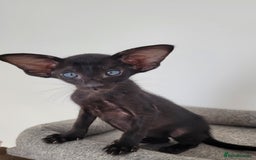 Oriental cats for sale: Oriental Shorthair kittens  - Image 25
