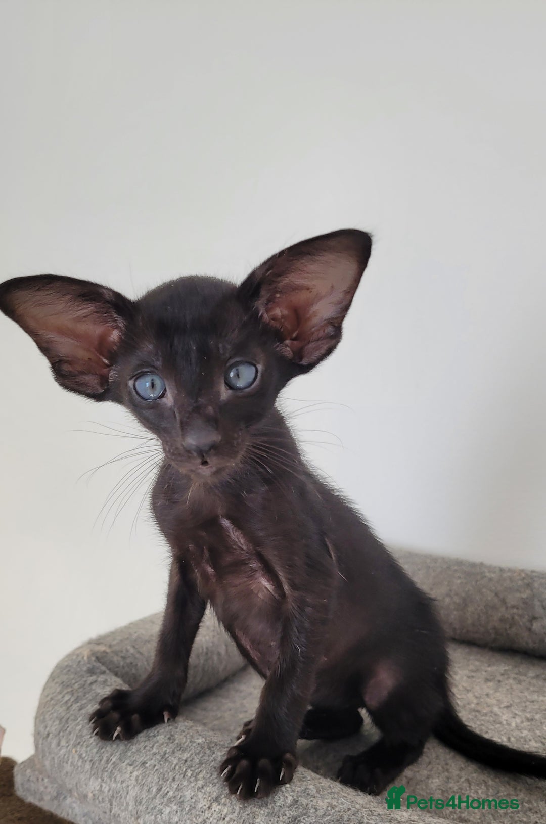 Oriental cats for sale: Oriental Shorthair kittens  - Image 25