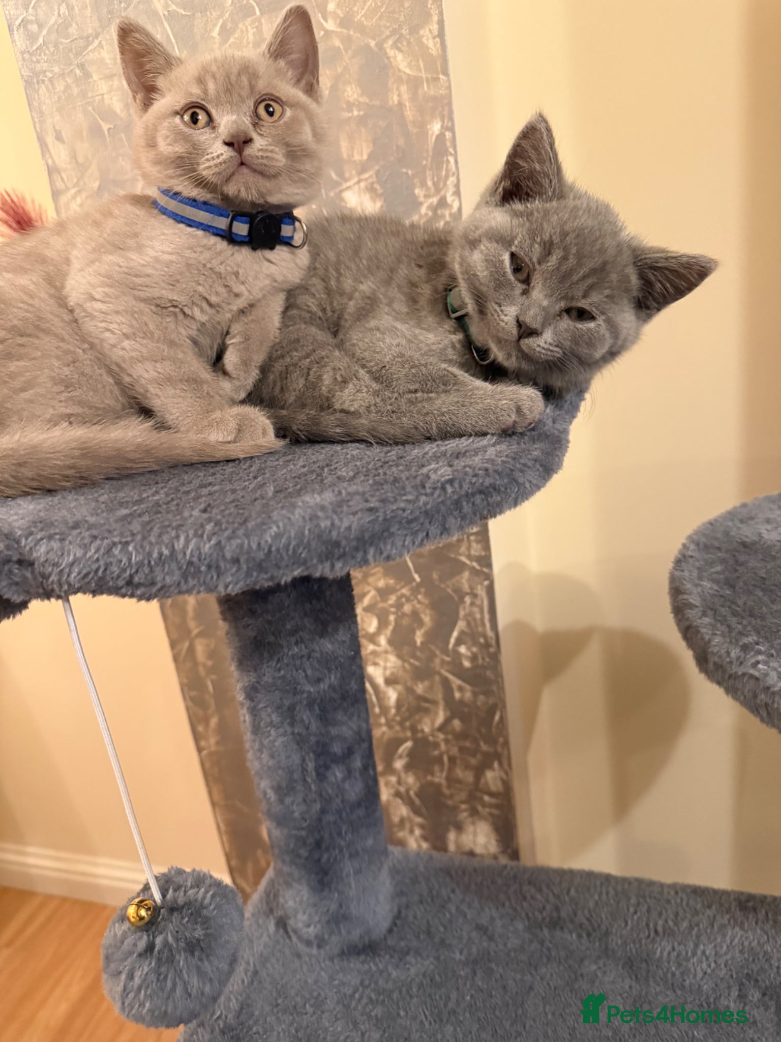 British Shorthair cats Beautiful Lilac British Shorthair kittens for sale - Advert 2