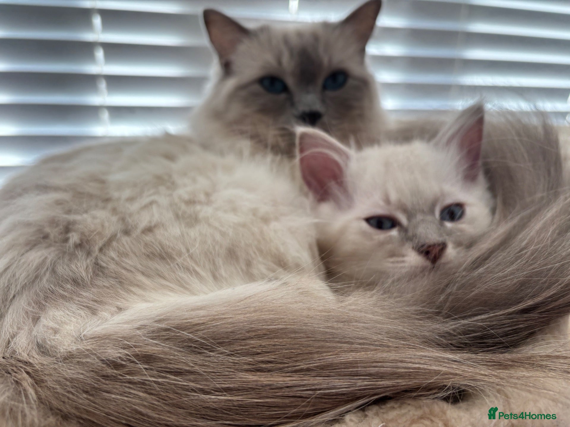 Ragdoll cats Ready to leave boy  - Advert 4