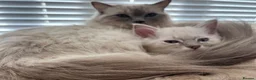 Ragdoll cats for sale: Ready to leave boy  - Advert 1