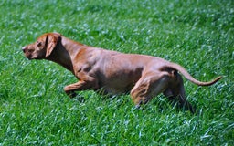 Hungarian Vizsla dogs for stud: Proven KC Reg Health Tested Stud Dog - Image 6