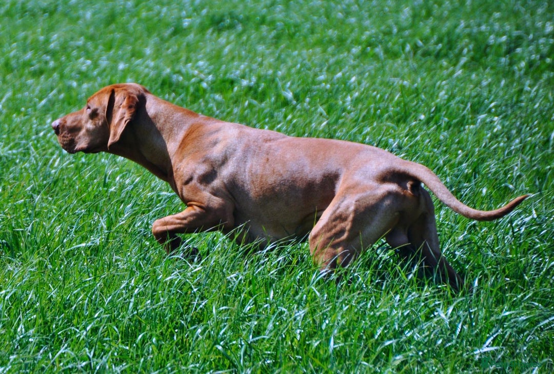 Hungarian Vizsla dogs for stud: Proven KC Reg Health Tested Stud Dog - Image 6