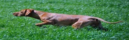 Hungarian Vizsla dogs for stud: Proven KC Reg Health Tested Dual Purpose Stud Dog - Advert 6