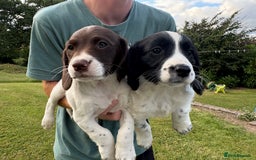 Mixed Breed dogs for sale: One Sprockador bitch pup available.  - Image 4