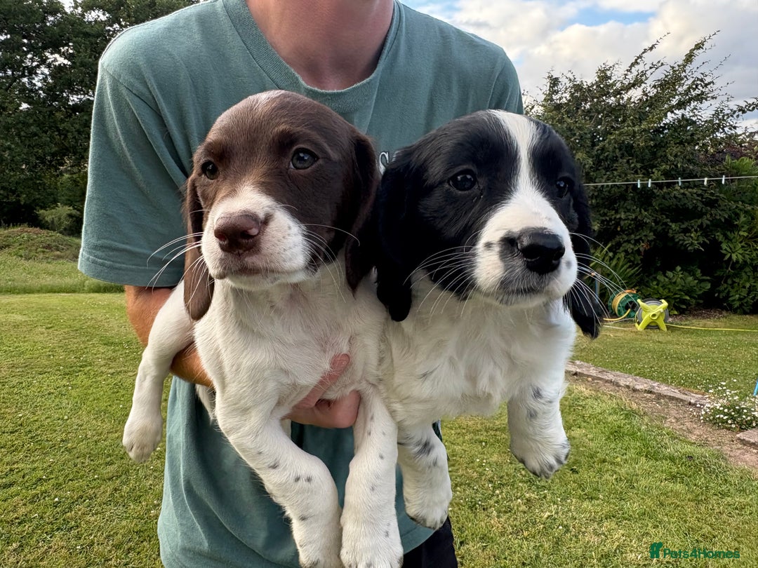 Mixed Breed dogs for sale: One Sprockador bitch pup available.  - Image 4