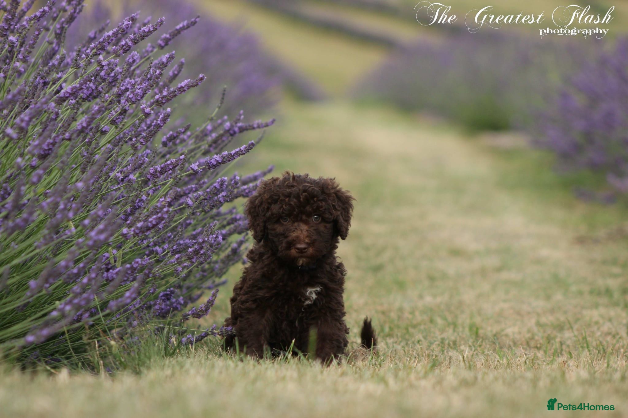 Spanish Water Dog dogs Spanish water dog  - Advert 2
