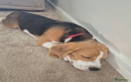 Beagle dogs for sale: 9 mouths old puppy beagle  - Image 14