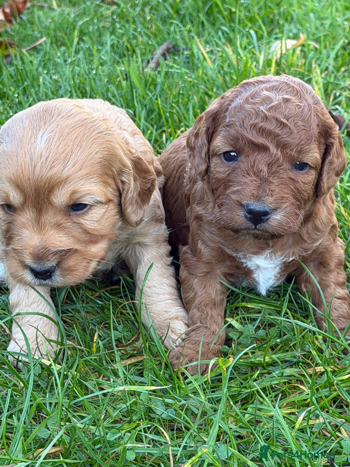 Cockapoo dogs for sale: Gorgeous F1b Cockapoos 5⭐️ Licensed Breeder DNA  - Advert 2