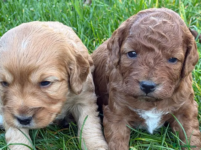 Cockapoo dogs for sale: Gorgeous F1b Cockapoos 5⭐️ Licensed Breeder DNA - Advert 2