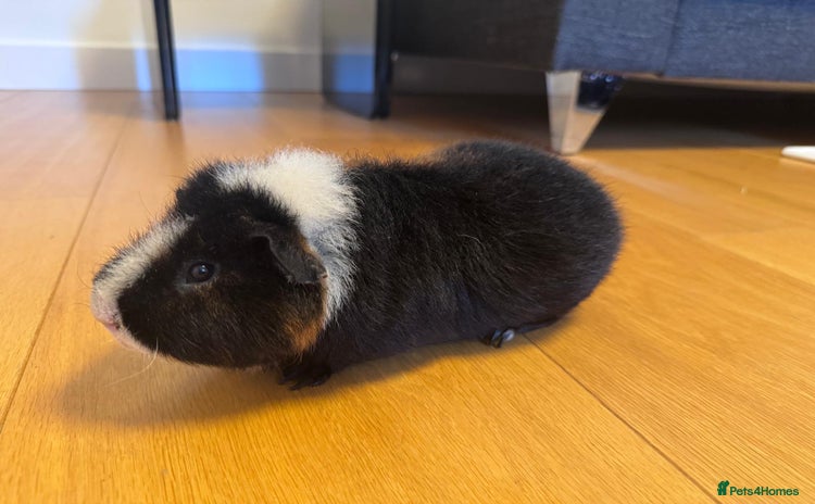 Guinea Pig rodents - Advert 9