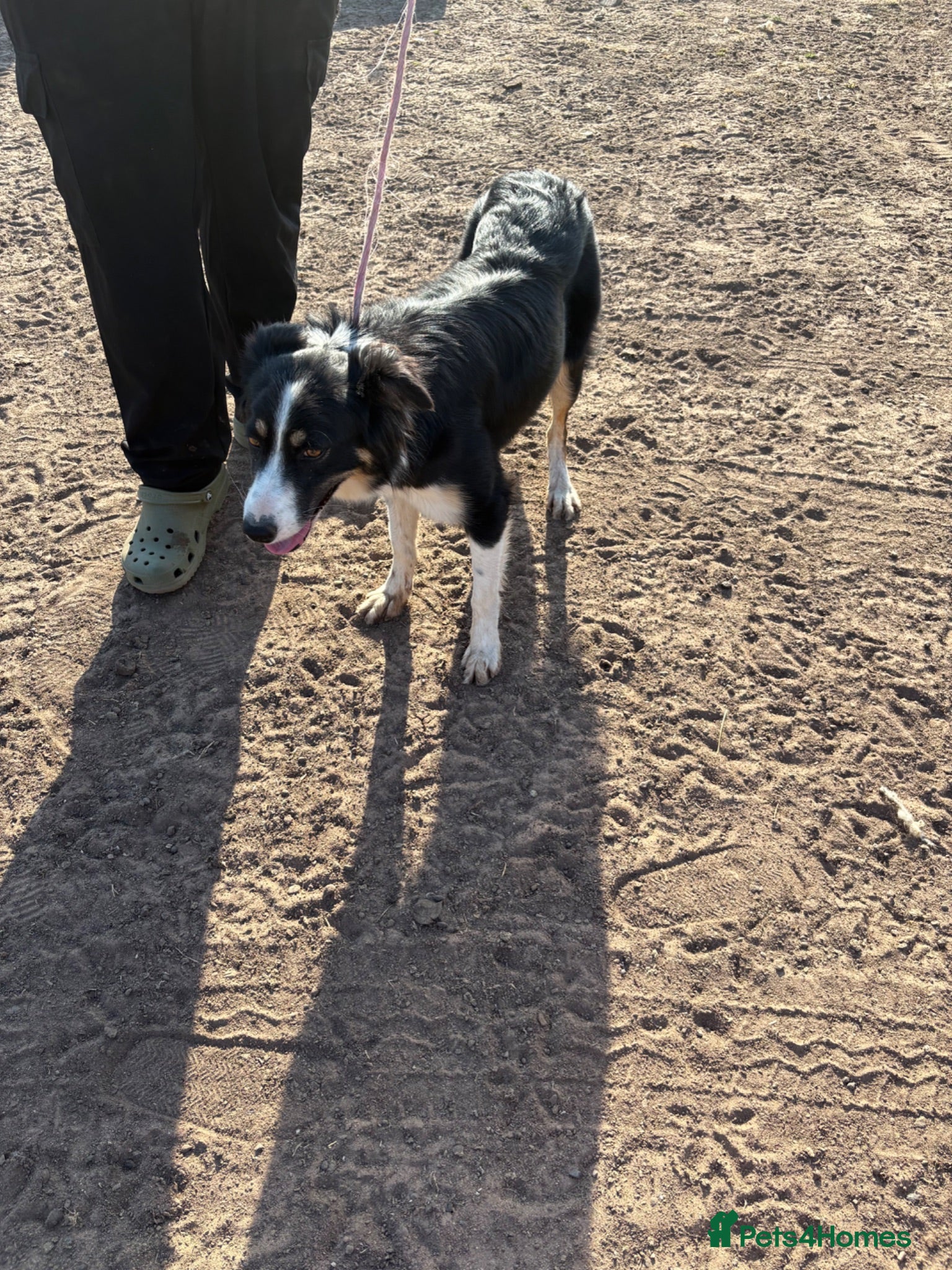 Border Collie dogs Meg!  - Advert 3