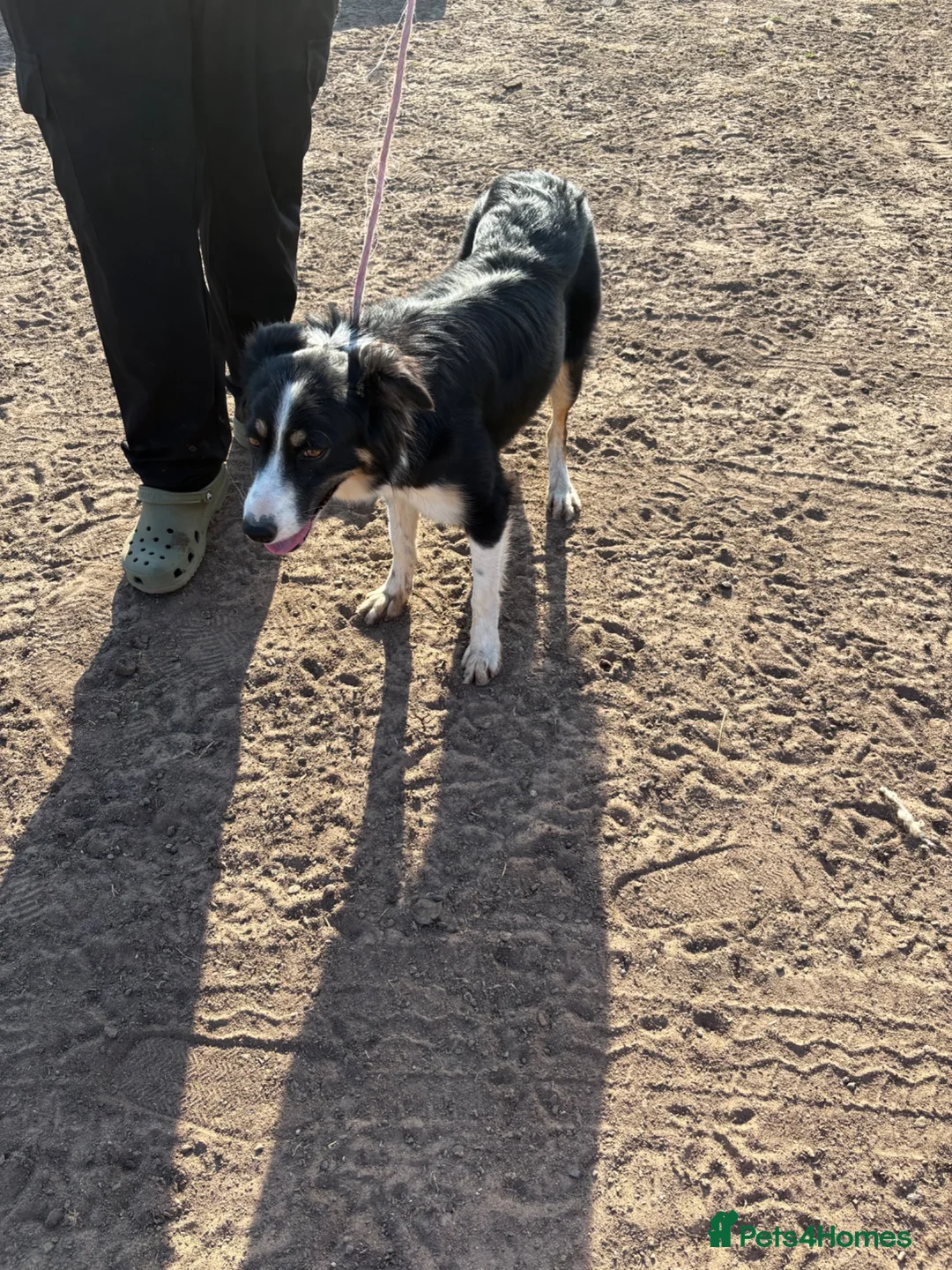 Border Collie dogs for sale: Meg!  - Advert 1
