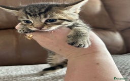 Mixed Breed cats for sale: 6 Beautiful kittens  - Image 4