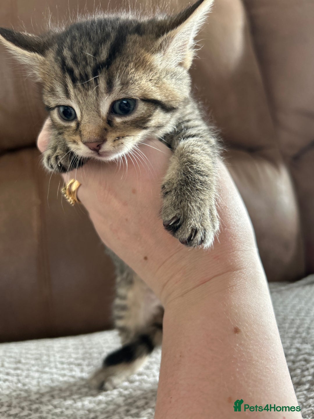 Mixed Breed cats for sale: 6 Beautiful kittens  - Image 4