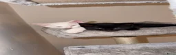 Mixed Breed cats for sale: 2 female kittens  - Advert 5