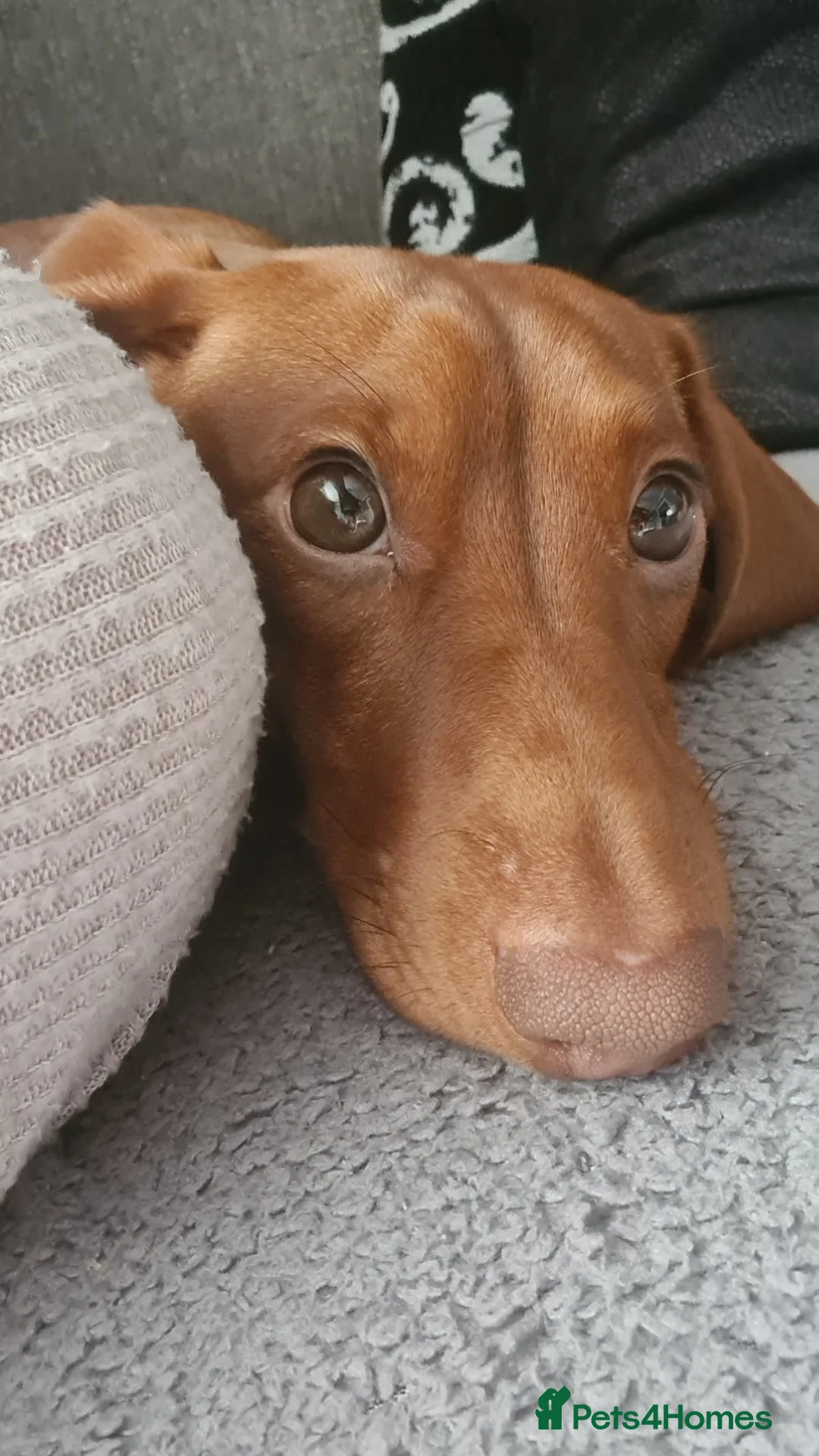 Miniature Dachshund dogs for stud: Richie proven and ready to stud. in Liverpool - Advert 4