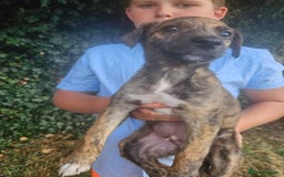 Lurcher dogs for sale: Lurcher pups for sale - Image 1