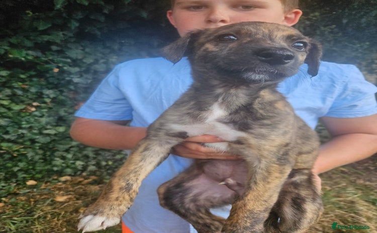 Lurcher dogs - Advert 1