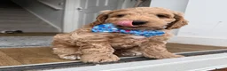 Cockapoo dogs for sale: 1 male gorgeous cockapoo READY TO GO!  - Advert 10
