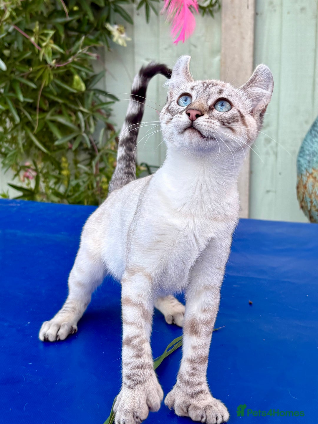 Savannah cats for sale: Superb polydactyl curled eared snow leopard  - Image 20
