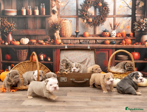 English Bulldog dogs - Advert 9