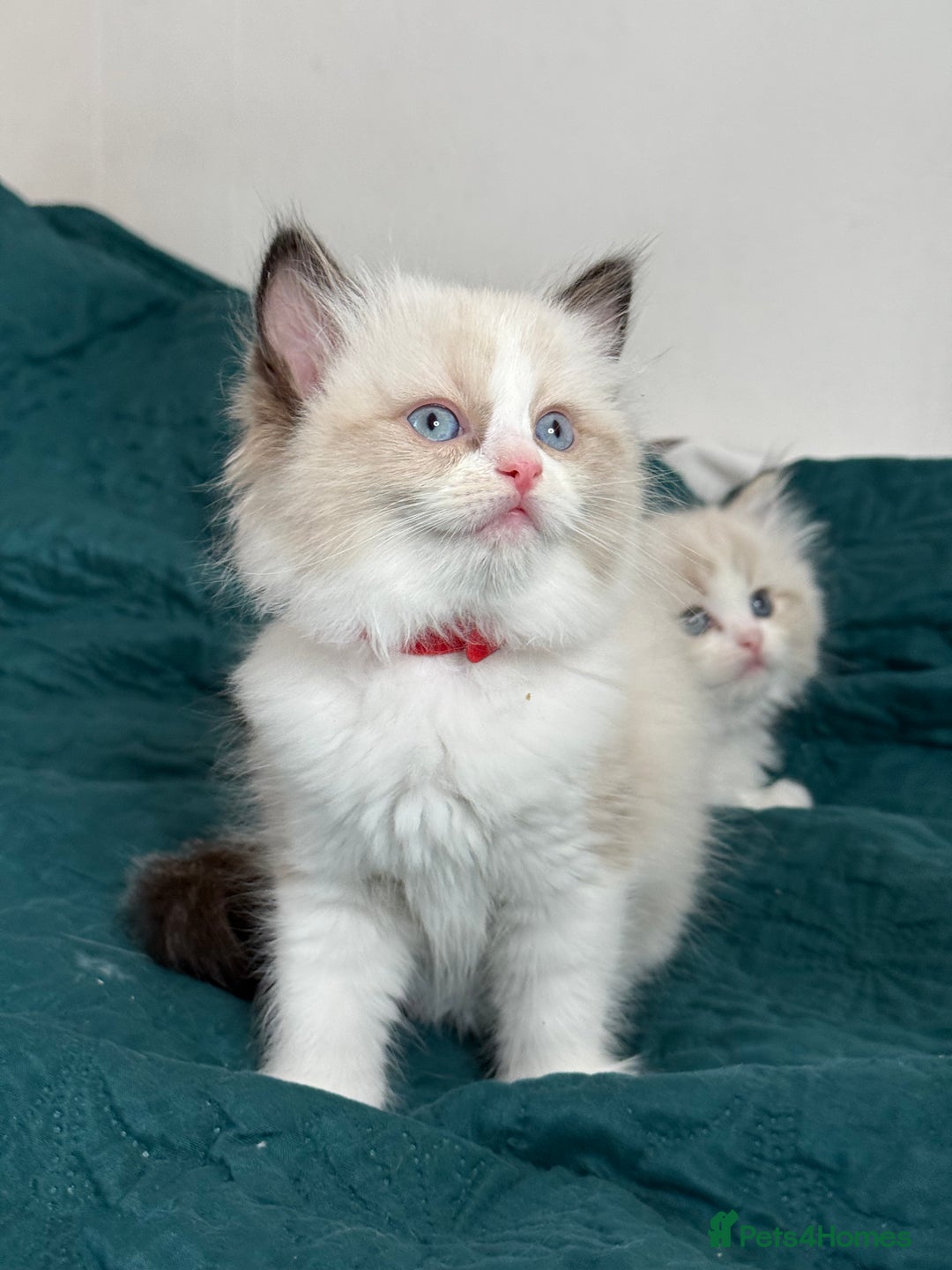 Ragdoll cats for sale: Beautiful Ragdoll kittens TICA - Advert 27