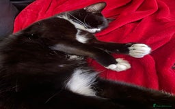 Mixed Breed cats for sale: Maine Coon mix boy - Image 14