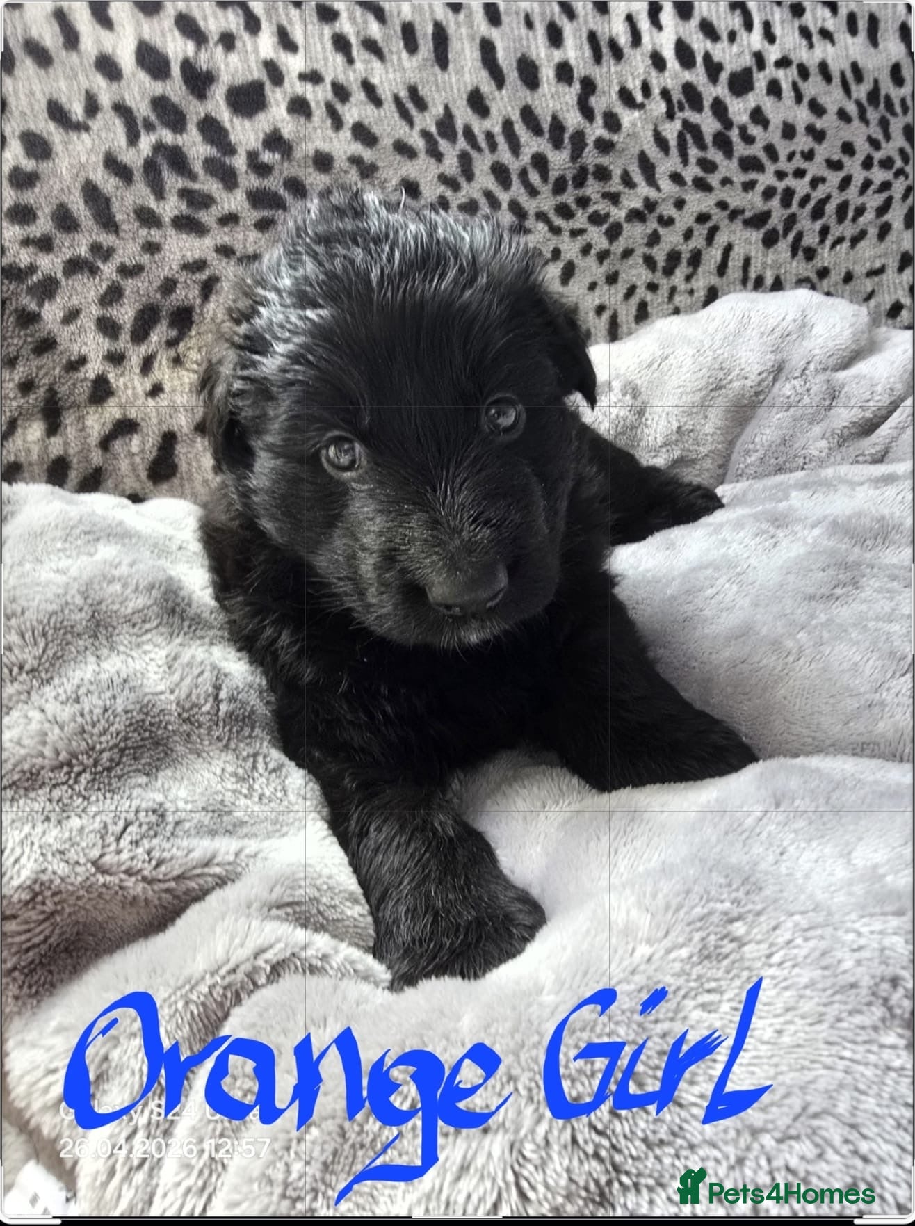 German Shepherd dogs 9 beautiful german shepards looking for a home - Advert 1