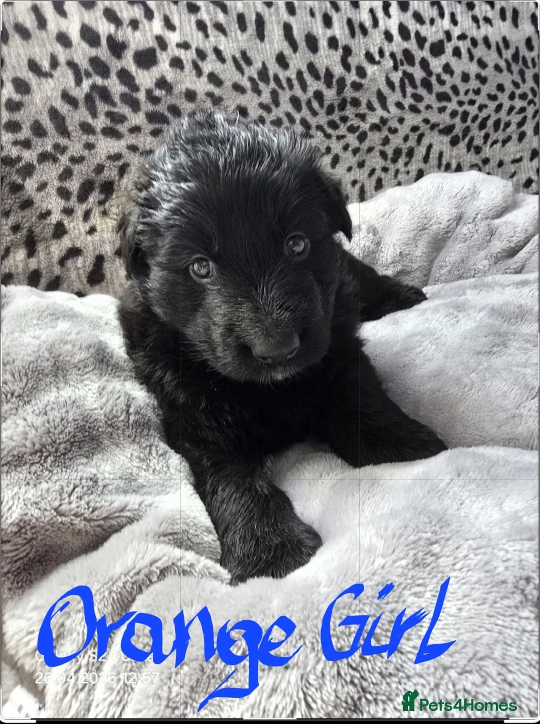 German Shepherd dogs for sale: 9 beautiful german shepards looking for a home - Advert 1