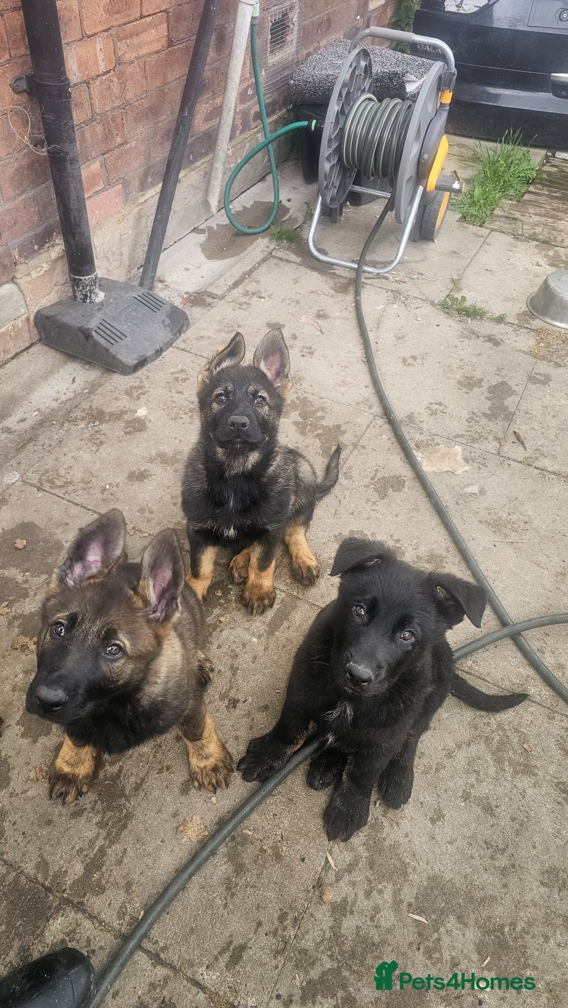 German Shepherd dogs Working lime German Scheperd puppies - Advert 2