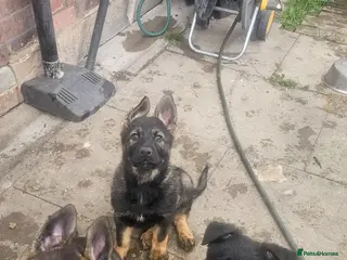 German Shepherd dogs Working lime German Scheperd puppies - Advert 2