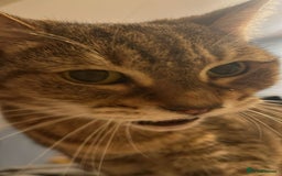 Domestic Shorthair cats for sale: Lulu the lovely house cat. - Image 1