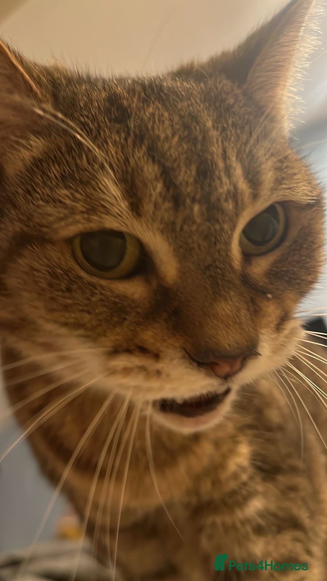 Domestic Shorthair cats for sale: Lulu the lovely house cat. - Image 1