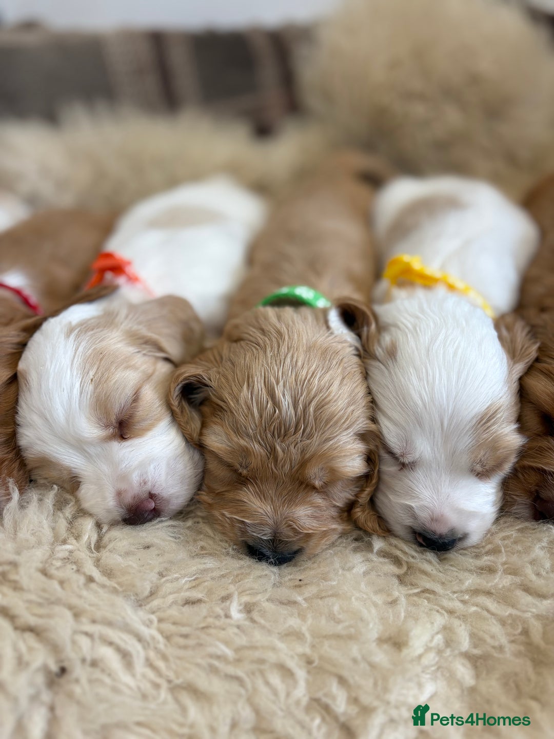 Cocker Spaniel dogs for sale: Beautiful cocker spaniel puppies  - Image 5