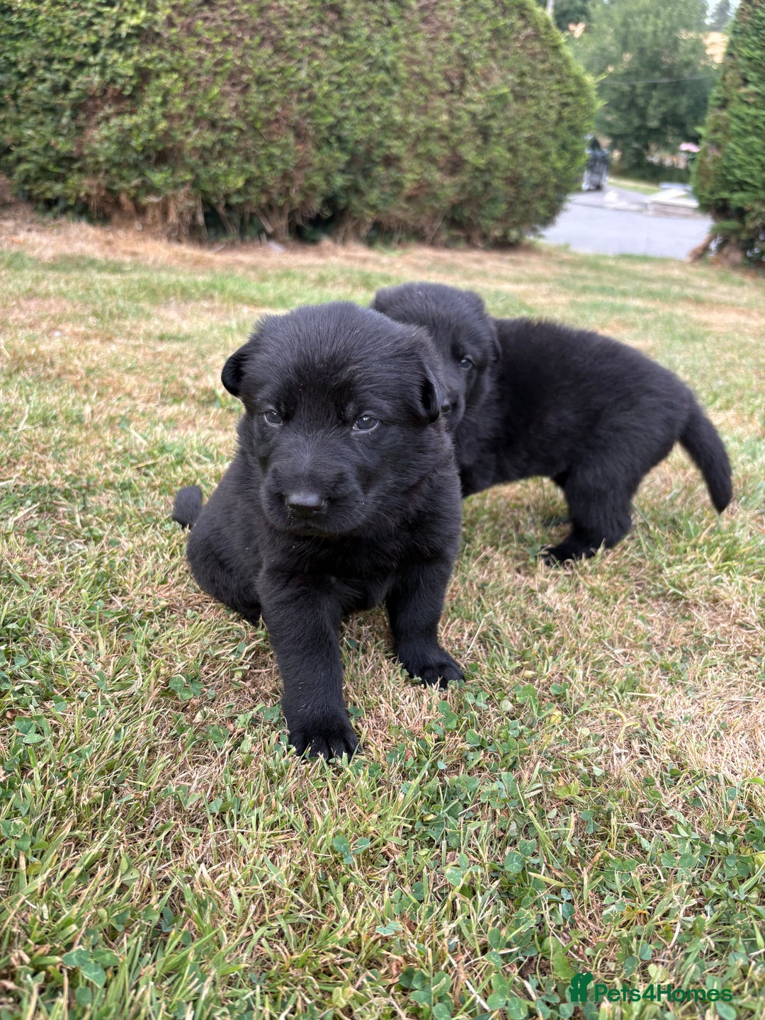 German Shepherd dogs for sale: Vonlisand M-litter - Image 8
