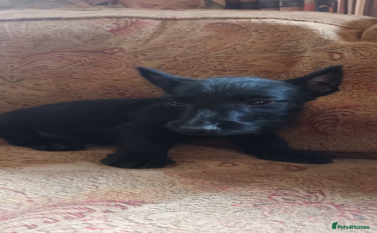 Scottish Terrier dogs - Advert 1