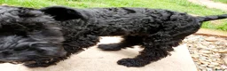Kerry Blue Terrier dogs for sale: Kerry blue terrier puppies - Advert 10