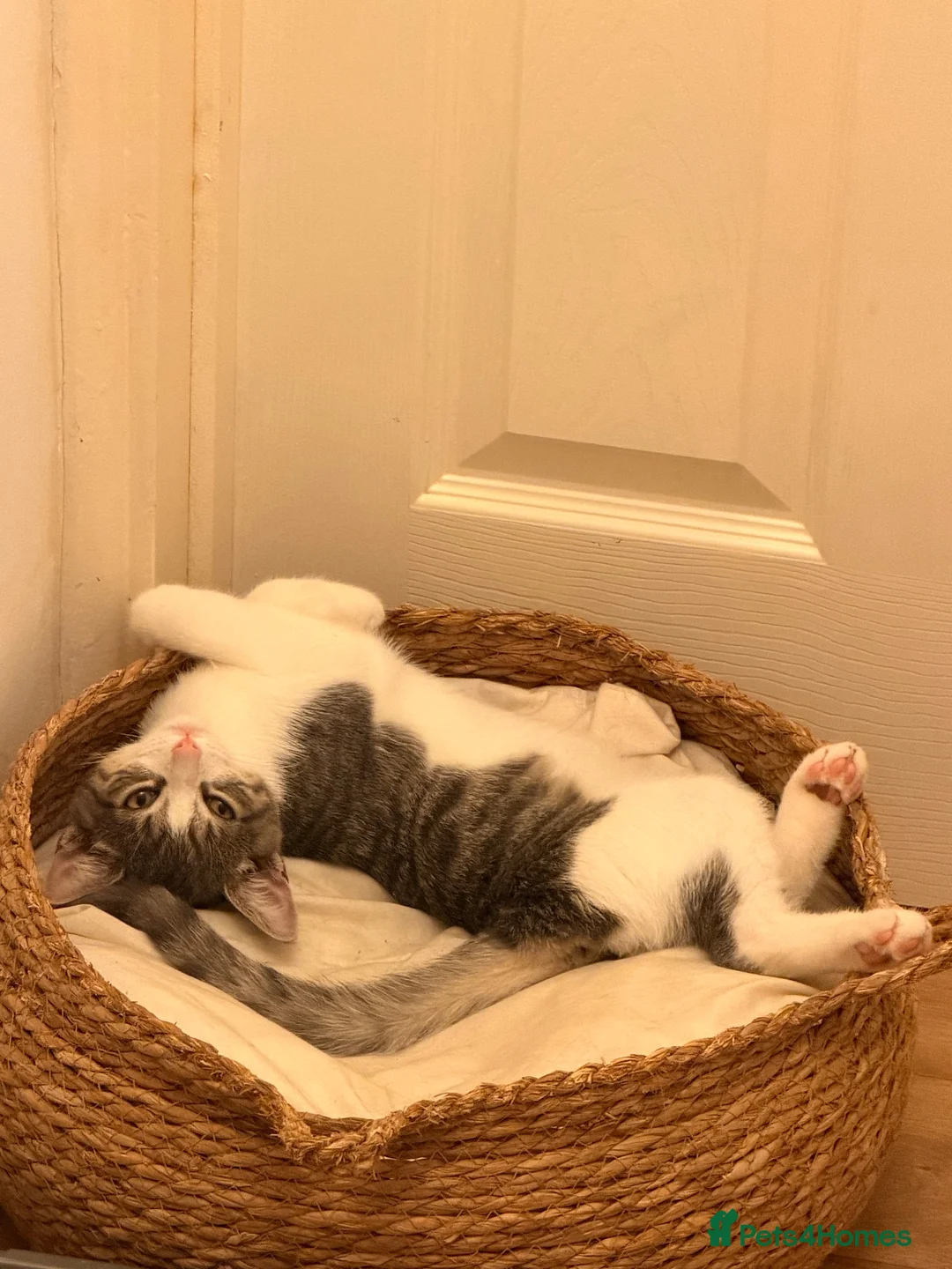 Mixed Breed cats for sale: Two gorgeous kittens  - Advert 1