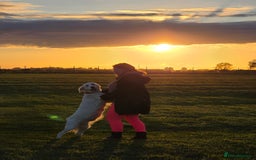 Golden Retriever dogs for sale: Beautiful Golden Retriever Boys – Ready Soon - Image 9